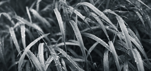Water drops on the green grass