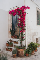door house with flowers in Puglia italy