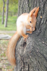  squirrel on a tree, squirrel eating a nut