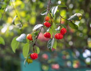 closeup of a branch with fresh pitangas / suriname cherry / brazilian cherry / cayenne cherry and...