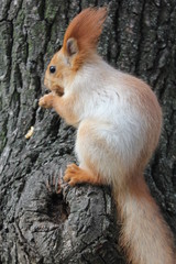 Obraz premium squirrel on a tree, squirrel eating a nut