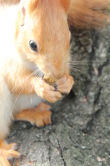  squirrel on a tree, squirrel eating a nut
