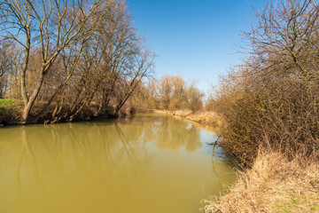 Odra river with trees around and clear sky above between Kosatka and Polanka nad Odrou in Czech republic