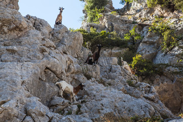 cabra montensa en Ruta del Cares, León, España