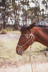 Obraz premium portrait of a horse