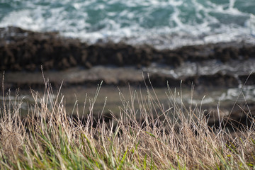 mar, rocas y hierba en primer plano
