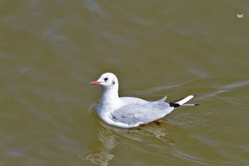 mouette, nage
