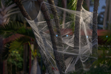 Cobwebs spider webs wrapped on a tree for Halloween American holiday