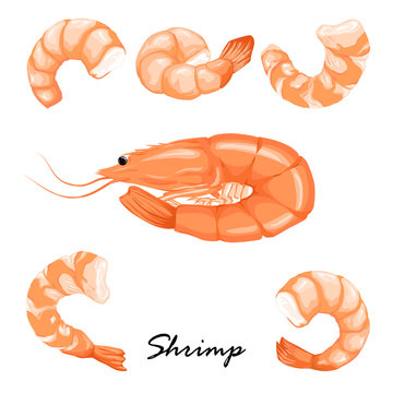 Set boiled shrimp, shrimps without shell, shrimp meat. Shrimp prawn icons set. Boiled Shrimp drawing on a white background.