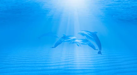 Poster A group of dolphin  swimming underwater in the blue tropical sea © muratart