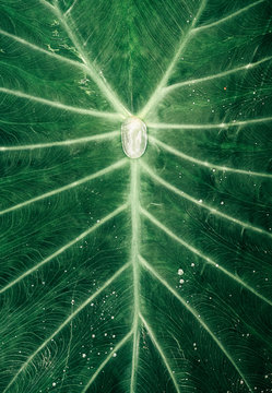 Close up of water drops on leaf