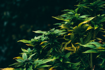 Gorilla glue cannabis strain blooms on dark natural background