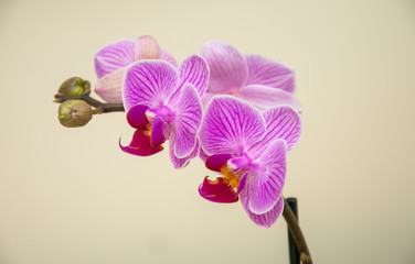 Pink stripy phalaenopsis orchid