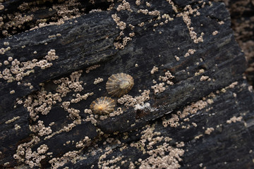 Small seashells on black stone