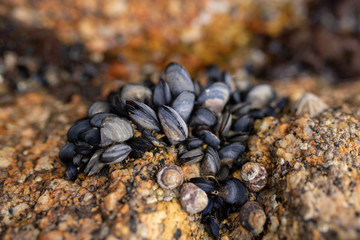 Small black shells on a wet stone