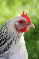 Portrait de poule