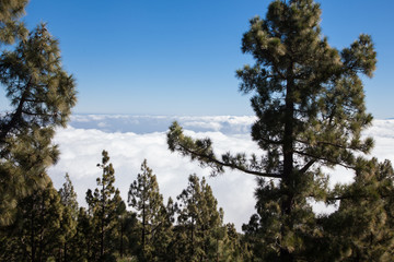 Obraz premium mar de nubes con árboles