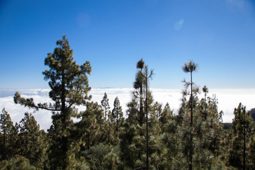 mar de nubes con árboles