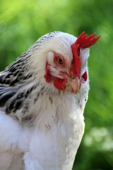Portrait de poule