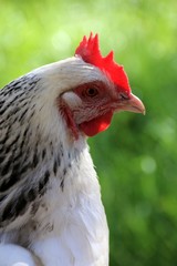 Portrait de poule