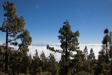 mar de nubes con árboles