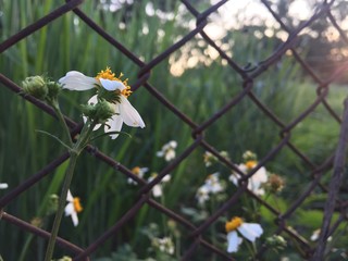 daisies at the fence