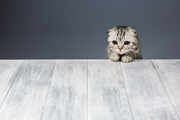 cat looking over gray wooden background