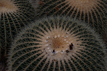 Closeup image of Golden barrel cactus (echinocactus grusonii) (Echinocactus) growing.