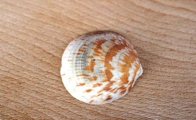 shell on a wooden background