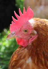 Portrait de poule brune