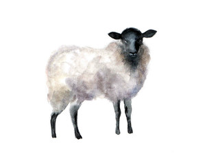 Cute watercolor sheep on the white background