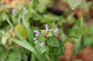 pink flower,dead nettle,Lamium purpureum	