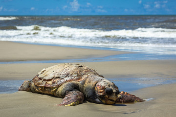 An adult sea turtle is found dead on the sands of a beach on a sunny summer day.