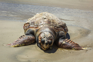 An adult sea turtle is found dead on the sands of a beach on a sunny summer day.