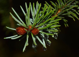 Fir branch with drops of rain