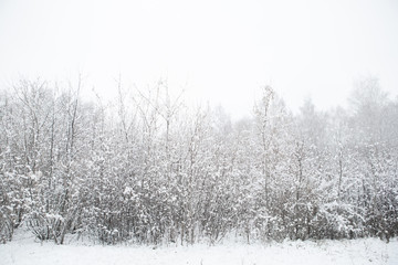 Winter texture of the branches of trees covered with a thick layer of snow. Freezing day