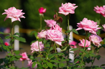 薔薇の花