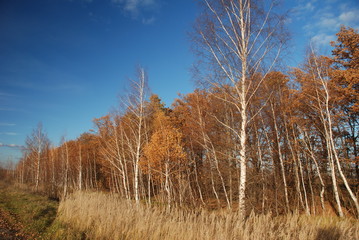 Fototapeta premium autumn