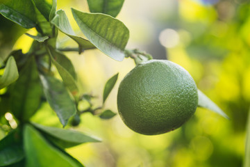 Organic Orange Growing on a Farm in Spain