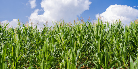 Corn fields under the blue sky