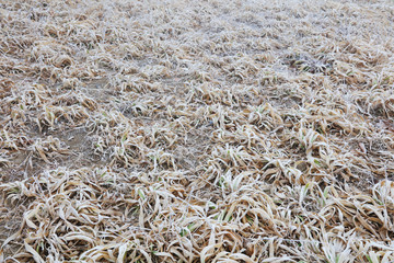 dry iris plants in frost and snow