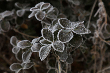 plant in the snow