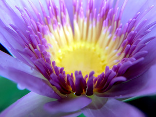 Beautiful violet or purple lotus flower with water droplets on the petals is complimented by the...