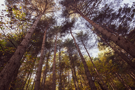 trees photographed from below