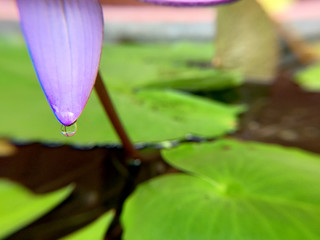 Beautiful violet or purple lotus flower with water droplets on the petals is complimented by the...