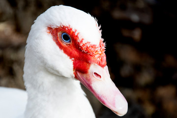 Muscovy white duck portrait with red beak