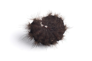 caterpillar isolated on a white