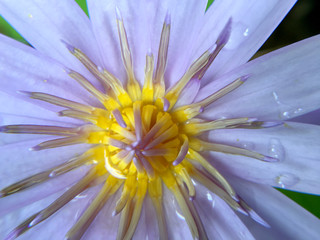 Beautiful violet or purple lotus flower with water droplets on the petals is complimented by the rich colors of the deep blue water surface in pond.  Extreme shallow depth of field.