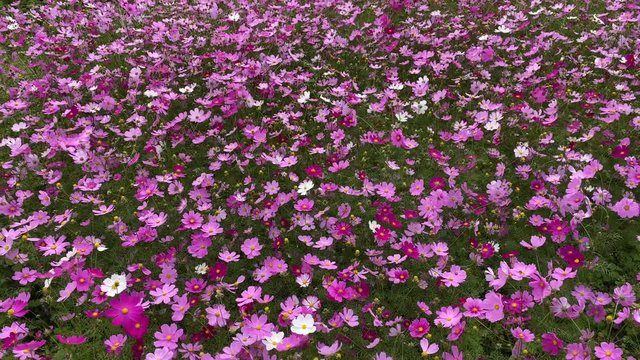 コスモス コスモス畑 秋 パンアップ v03_00381(IMG_3977_2)