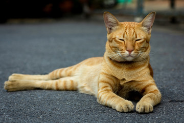 Orange cat lying outside on the road surface with it eyes closed.